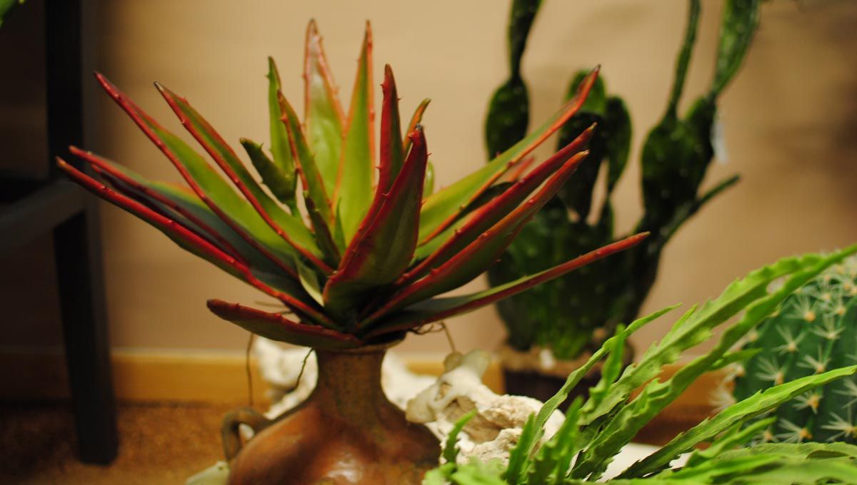 Decorazioni Wellness